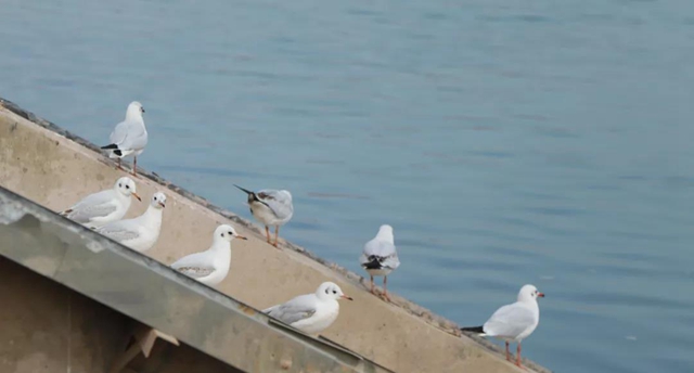 美图丨合江长江边的靓丽风景线(图4) 美图丨合江长江边的靓丽风景线(图4)