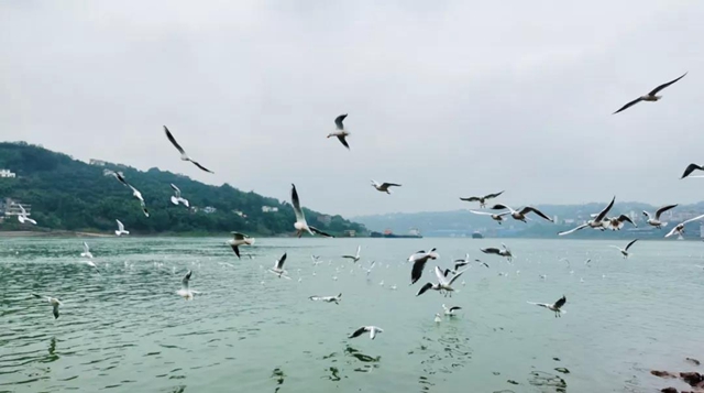 美图丨合江长江边的靓丽风景线(图8) 美图丨合江长江边的靓丽风景线(图8)