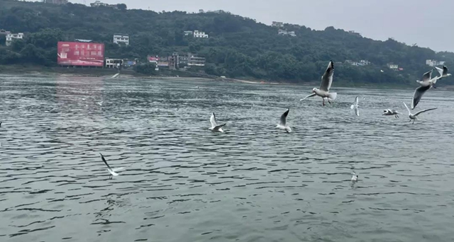 美图丨合江长江边的靓丽风景线(图10) 美图丨合江长江边的靓丽风景线(图10)