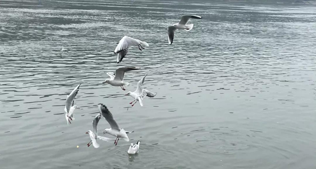 美图丨合江长江边的靓丽风景线(图9) 美图丨合江长江边的靓丽风景线(图9)