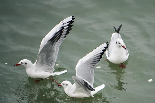 美图丨合江长江边的靓丽风景线(图12) 美图丨合江长江边的靓丽风景线(图12)