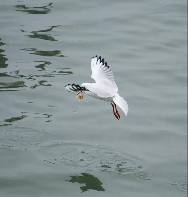 美图丨合江长江边的靓丽风景线(图14) 美图丨合江长江边的靓丽风景线(图14)