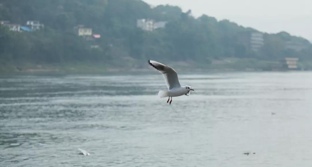 美图丨合江长江边的靓丽风景线(图15) 美图丨合江长江边的靓丽风景线(图15)