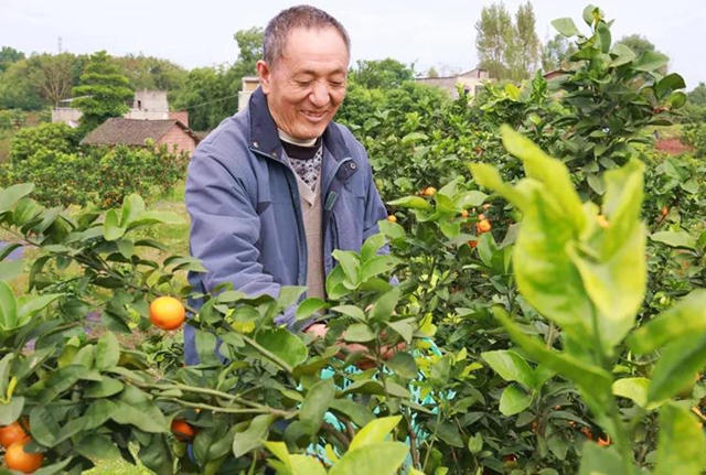 好看又好吃！龙马潭双加镇1500余亩柑橘丰收了！(图6)