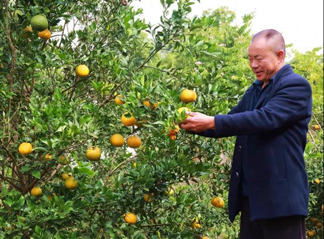 好看又好吃！龙马潭双加镇1500余亩柑橘丰收了！(图7)