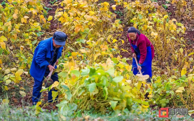 解决三大难题！自贡开创大豆种植新模式(图4)