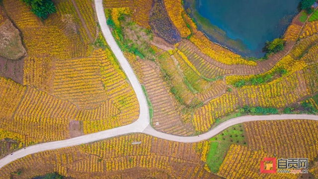 解决三大难题！自贡开创大豆种植新模式(图5)