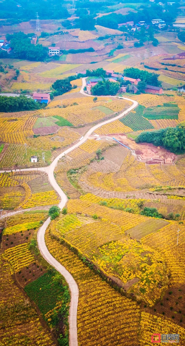 解决三大难题！自贡开创大豆种植新模式(图6)