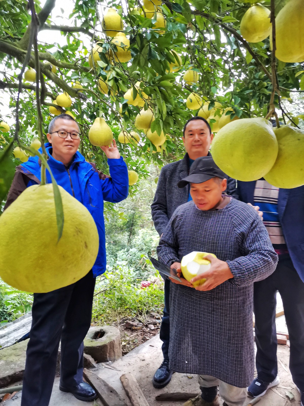 泸州民盟：双十一，好“柚货”助销售好帮手 (图4)