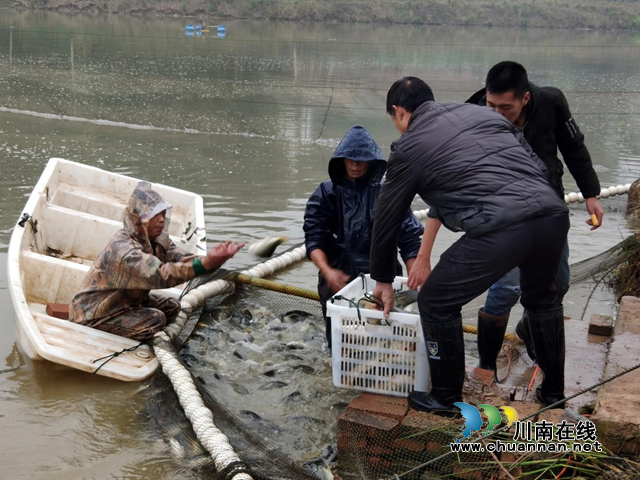 宜宾南溪区长兴镇：生态鱼喜获丰收(图1)
