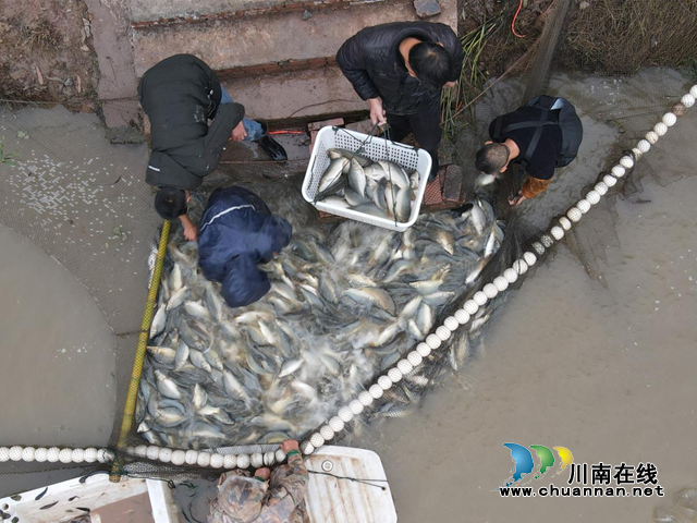 宜宾南溪区长兴镇：生态鱼喜获丰收(图2)
