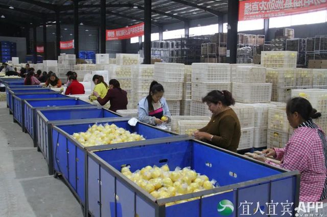 10.16亿元!“宜宾造”产品热销“双十一” 宜宾发布 昨天(图2) 10.16亿元!“宜宾造”产品热销“双十一” 宜宾发布 昨天(图2)