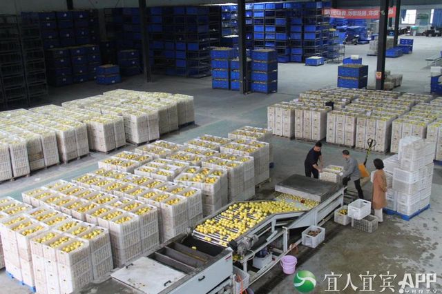 10.16亿元!“宜宾造”产品热销“双十一” 宜宾发布 昨天(图4) 10.16亿元!“宜宾造”产品热销“双十一” 宜宾发布 昨天(图4)