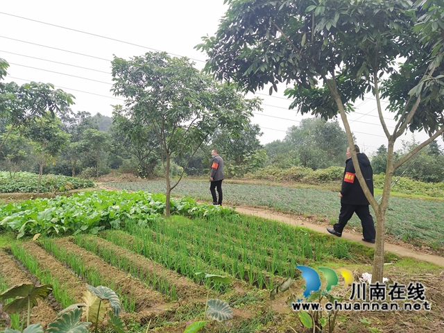 纳溪区东升街道：防患未“燃”，筑牢冬季秸秆禁烧“防火墙”(图1)