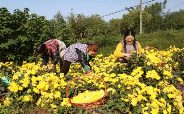 美如画!龙马潭十余亩金丝皇菊灿然绽放(图1) 美如画!龙马潭十余亩金丝皇菊灿然绽放(图1)