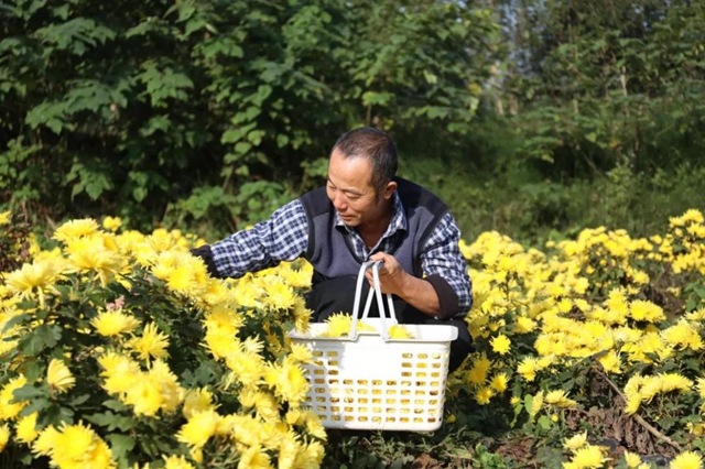 美如画!龙马潭十余亩金丝皇菊灿然绽放(图3) 美如画!龙马潭十余亩金丝皇菊灿然绽放(图3)