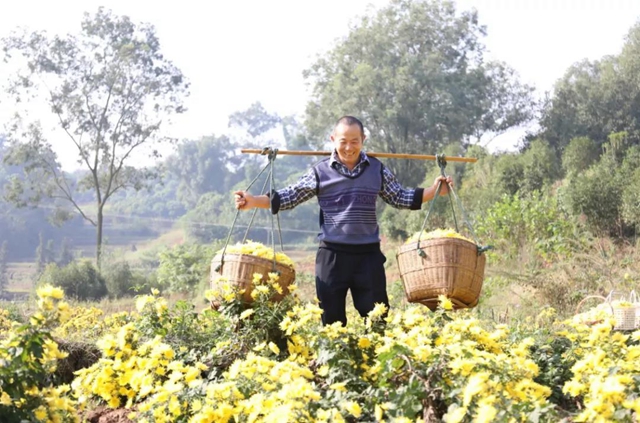 美如画!龙马潭十余亩金丝皇菊灿然绽放(图5) 美如画!龙马潭十余亩金丝皇菊灿然绽放(图5)