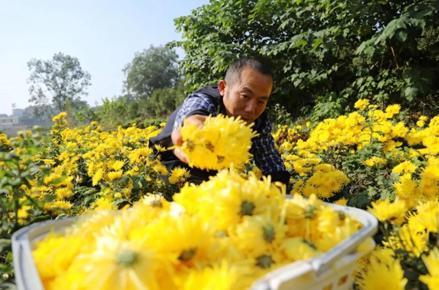 美如画!龙马潭十余亩金丝皇菊灿然绽放(图4) 美如画!龙马潭十余亩金丝皇菊灿然绽放(图4)