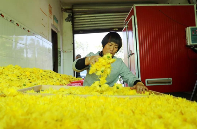 美如画!龙马潭十余亩金丝皇菊灿然绽放(图6) 美如画!龙马潭十余亩金丝皇菊灿然绽放(图6)