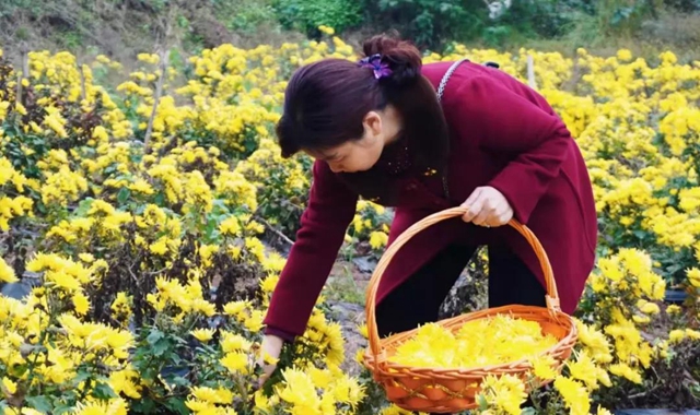 美如画!龙马潭十余亩金丝皇菊灿然绽放(图7) 美如画!龙马潭十余亩金丝皇菊灿然绽放(图7)