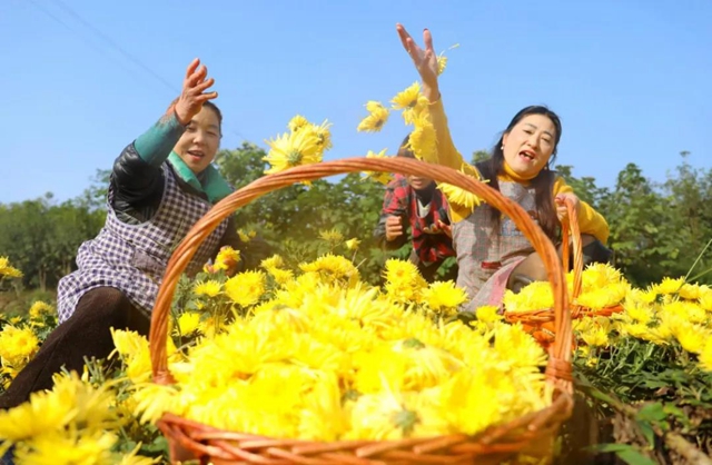 美如画!龙马潭十余亩金丝皇菊灿然绽放(图10) 美如画!龙马潭十余亩金丝皇菊灿然绽放(图10)