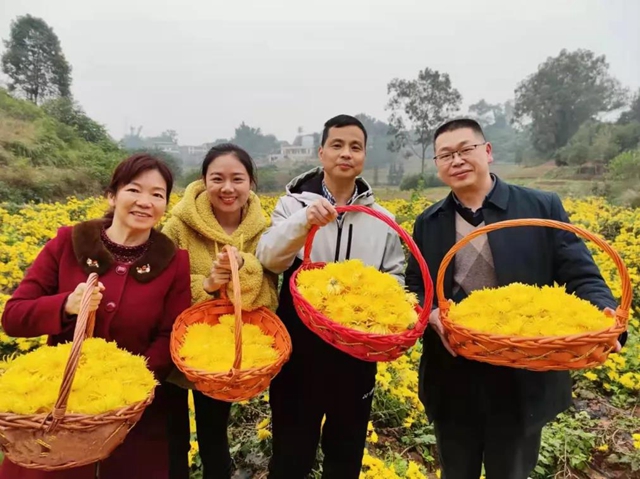 美如画!龙马潭十余亩金丝皇菊灿然绽放(图9) 美如画!龙马潭十余亩金丝皇菊灿然绽放(图9)