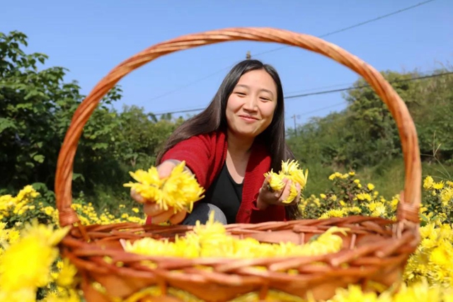 美如画!龙马潭十余亩金丝皇菊灿然绽放(图11) 美如画!龙马潭十余亩金丝皇菊灿然绽放(图11)