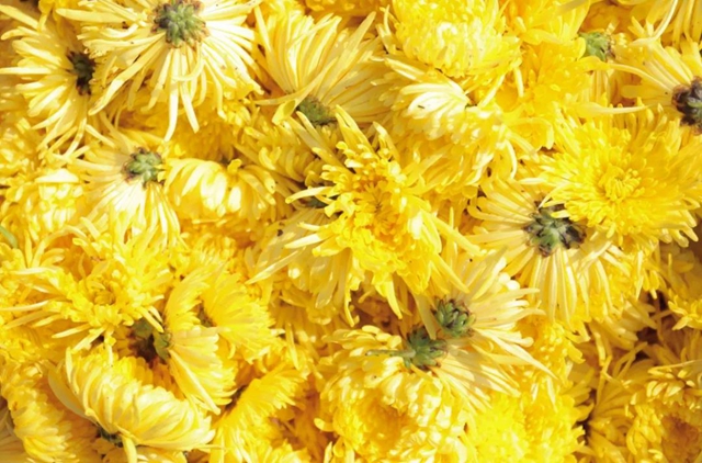 美如画!龙马潭十余亩金丝皇菊灿然绽放(图12) 美如画!龙马潭十余亩金丝皇菊灿然绽放(图12)