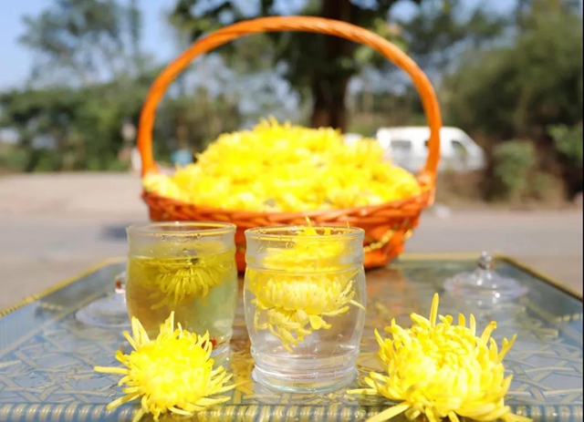 美如画!龙马潭十余亩金丝皇菊灿然绽放(图13) 美如画!龙马潭十余亩金丝皇菊灿然绽放(图13)