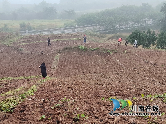 合江县2021年小麦播种面积约3万亩(图1)