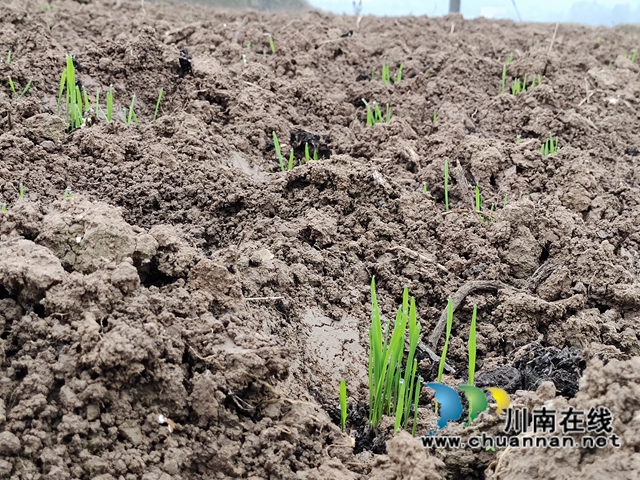 合江县2021年小麦播种面积约3万亩(图4)