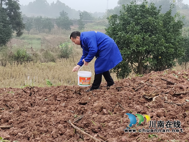 合江县2021年小麦播种面积约3万亩(图5)