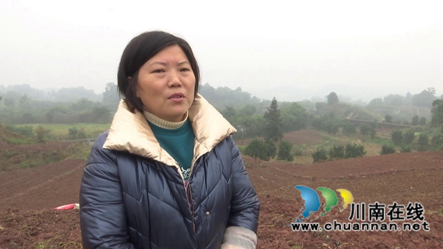 合江县2021年小麦播种面积约3万亩(图7)