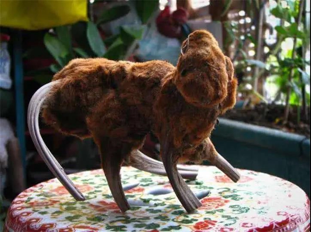 胆大包天！合江石龙镇一男子直播售卖国家二级保护植物，被网友举报……