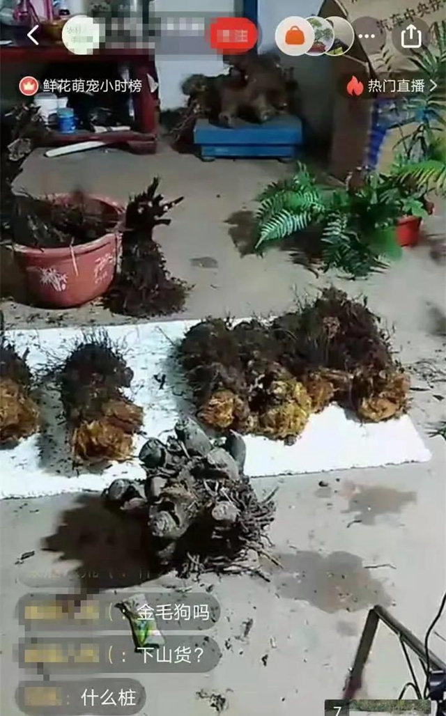 胆大包天!合江石龙镇一男子直播售卖国家二级保护植物,被网友举报……(图2) 胆大包天!合江石龙镇一男子直播售卖国家二级保护植物,被网友举报……(图2)
