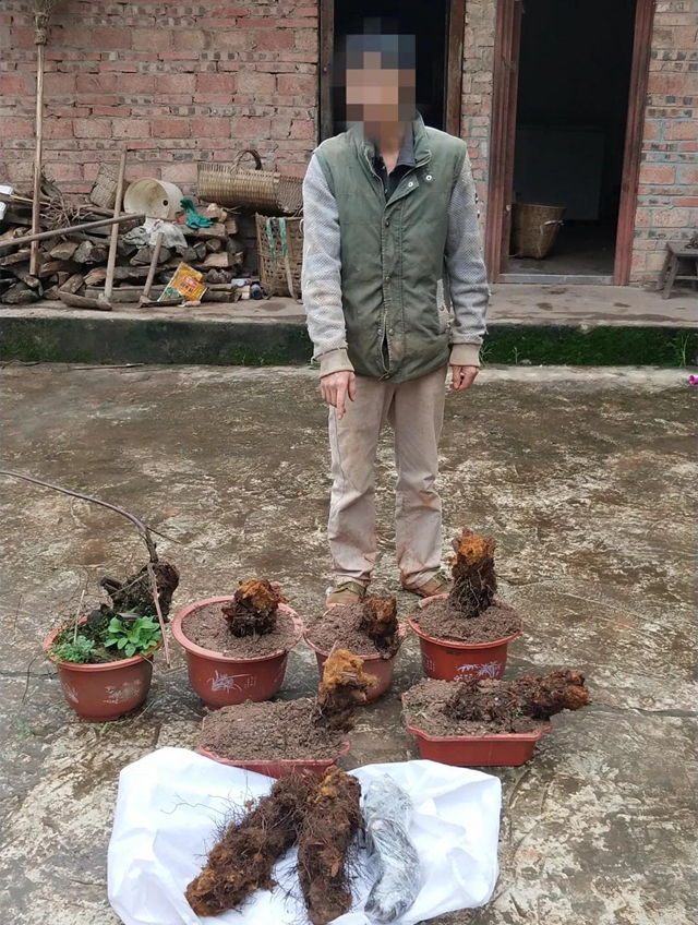 胆大包天！合江石龙镇一男子直播售卖国家二级保护植物，被网友举报……(图5)