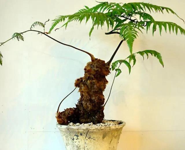 胆大包天!合江石龙镇一男子直播售卖国家二级保护植物,被网友举报……(图6) 胆大包天!合江石龙镇一男子直播售卖国家二级保护植物,被网友举报……(图6)