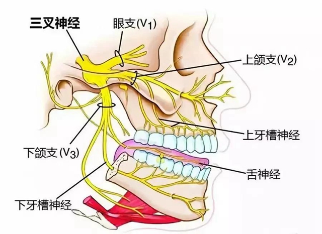 【视频】三叉神经痛痛痛痛痛不停，该如何拯救？赶紧戳进来看！(图3)