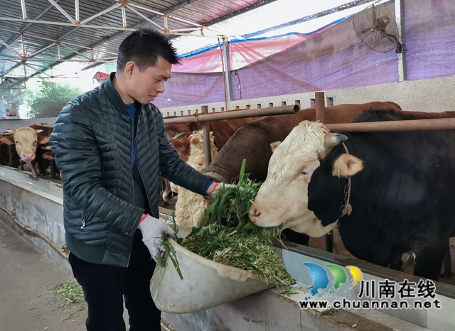 纳溪农场主赵小波：返乡生态养牛，年收入达150万元！(图2)