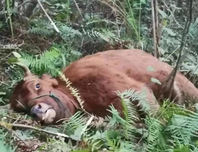 搜山!600斤“巨兽”伤人,内江警方合围击毙(图4) 搜山!600斤“巨兽”伤人,内江警方合围击毙(图4)