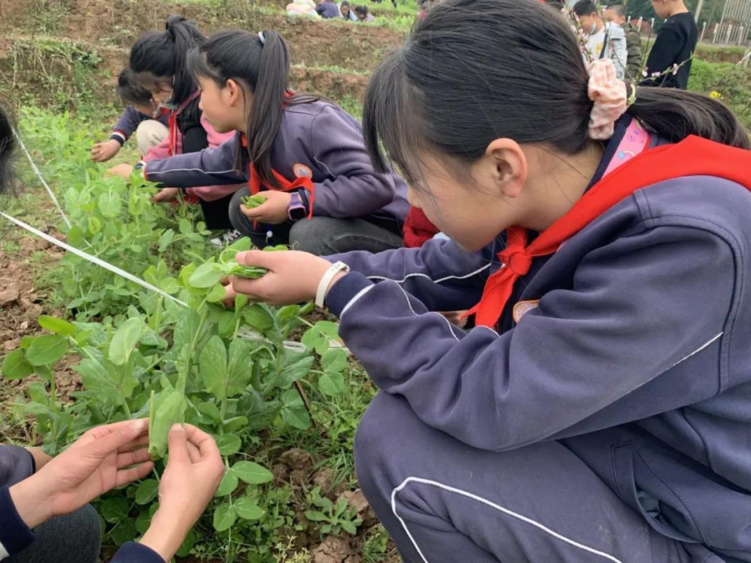 “五育并举”推动基础教育高质量发展|泸州市积极探索德智体美劳“五育融合”教育实践(图11)