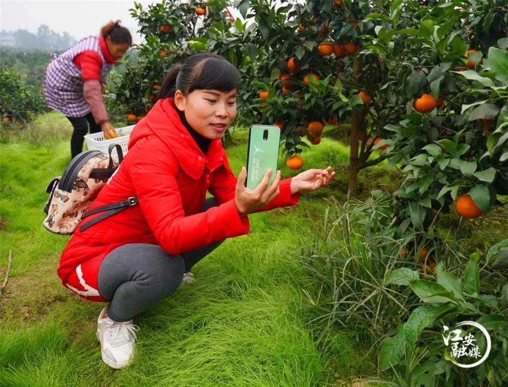 直播带货 让宜宾农产品有了“新销路”(图6) 直播带货 让宜宾农产品有了“新销路”(图6)