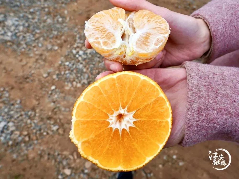 直播带货 让宜宾农产品有了“新销路”(图7) 直播带货 让宜宾农产品有了“新销路”(图7)