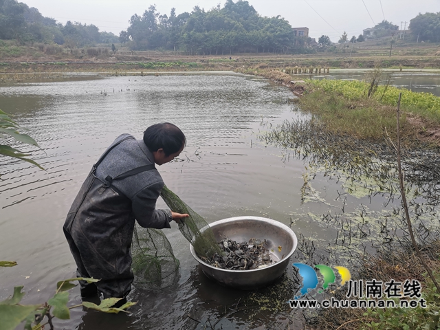 填补市场空档，泸县玄滩红膏蟹高价上市(图2)