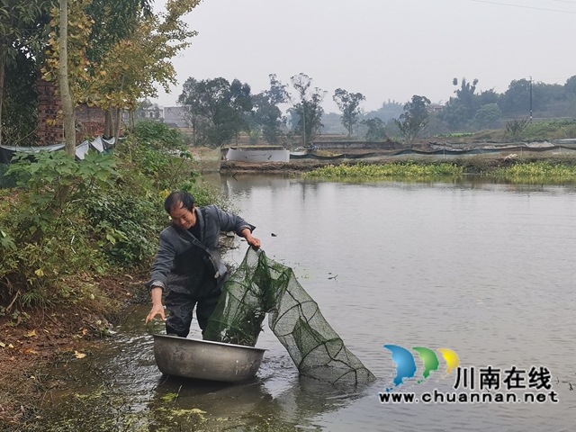 填补市场空档，泸县玄滩红膏蟹高价上市(图1)