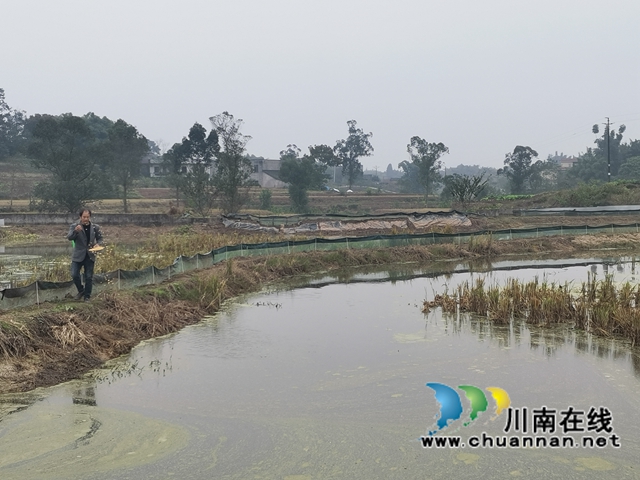 填补市场空档，泸县玄滩红膏蟹高价上市(图4)