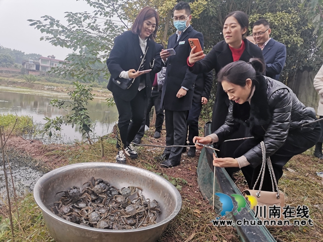 填补市场空档，泸县玄滩红膏蟹高价上市(图6)