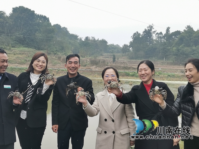 填补市场空档，泸县玄滩红膏蟹高价上市(图7)