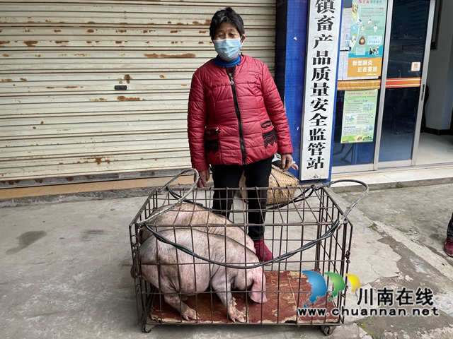 泸县百和镇：爱心企业来赠猪，乡村振兴有盼头(图5)