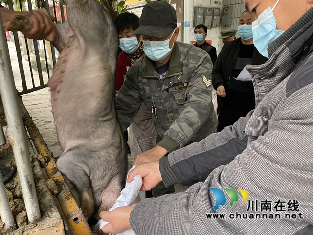 泸县百和镇：爱心企业来赠猪，乡村振兴有盼头(图4)